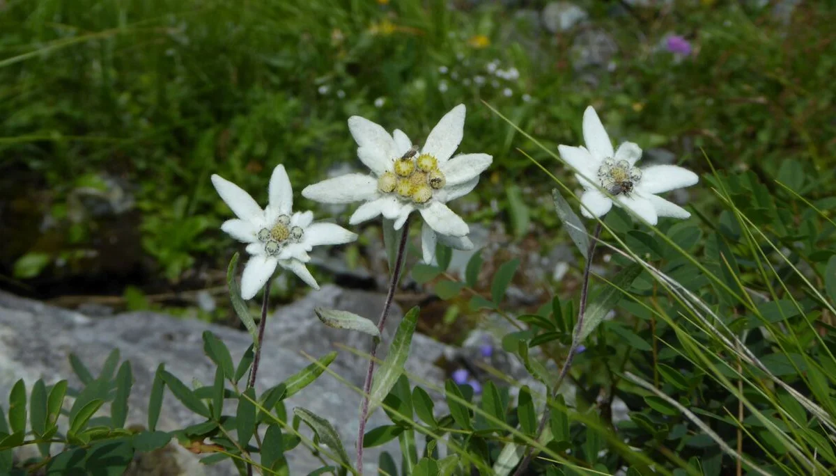 © DAV Sektion Zorneding