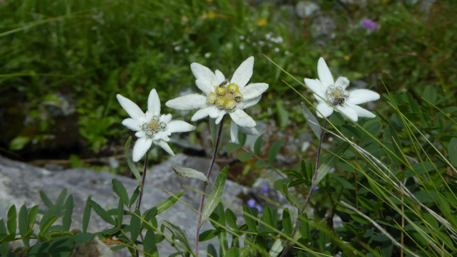 © DAV Sektion Zorneding